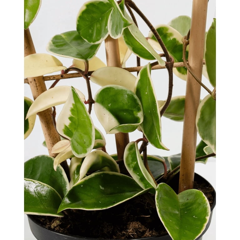 Graines Hoya Kerrii Bonsaï – 50 Graines Rares De Fleur Orchidée Coeur Pour Balcon, Jardin Ou Intérieur