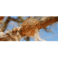 thumbnail image 2 of Gum Arabic Chunks – Premium Natural Acacia Resin – 100% Pure & Raw – For Crafts, DIY, Art, Incense Use – Non-GMO, No Additives – 4 oz (0.25 lb), 2 of 10