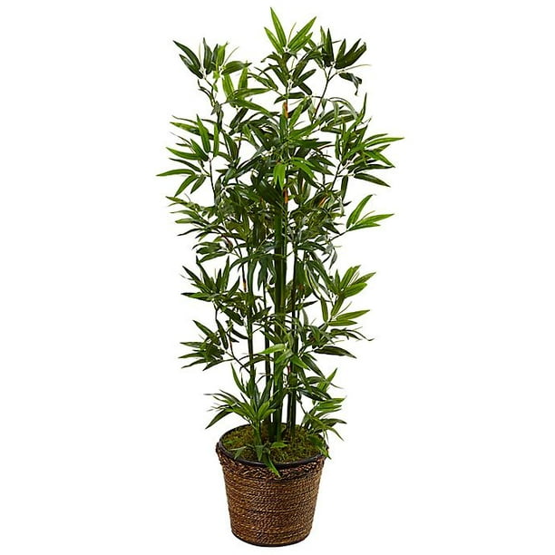 Péče o bambusové rostliny Walmart 4
