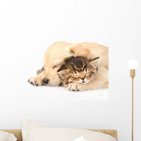 Just Golden Puppies Closeup Golden Retriever Puppy Wall Mural by Wallmonkeys Peel and Stick Graphic (18 in W x 15 in H) WM245836 ()
