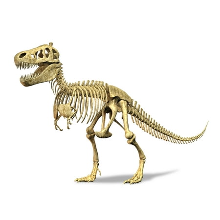 3D rendering of a Tyrannosaurus Rex dinosaur skeleton T-Rex was one of the largest carnivorous