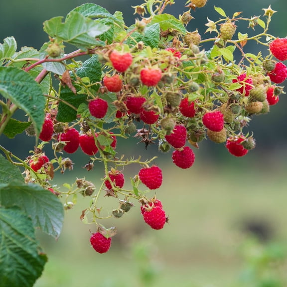 Direct Gardening Crimson Blush Raspberry Bush Dormant Bare Root Fruit Bearing Starter Plant