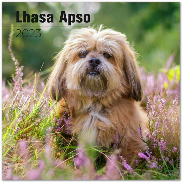2022 2023 Lhasa Apso Calendar - Dog Breed Monthly Wall Calendar - 12 x
