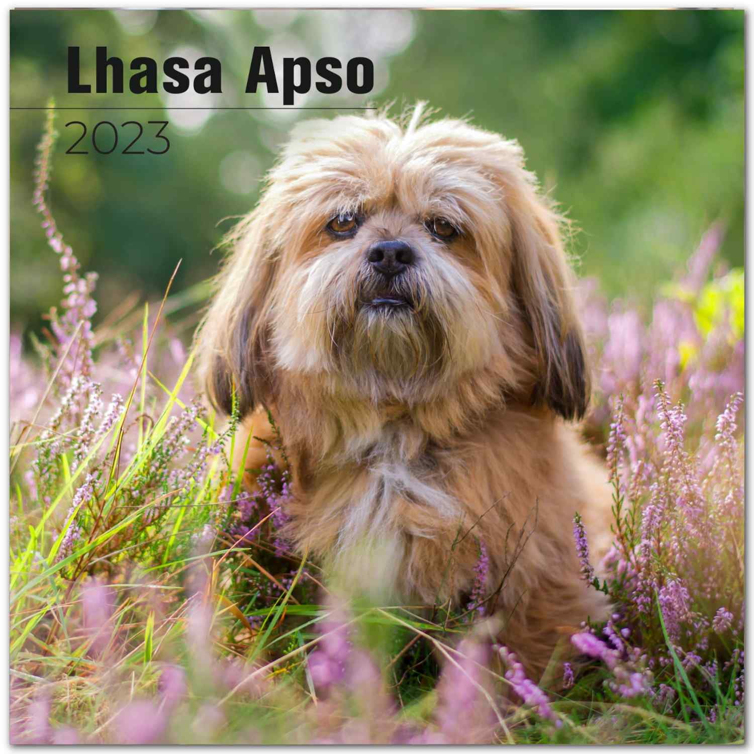 2022 2023 Lhasa Apso Calendar Dog Breed Monthly Wall Calendar 12 X 