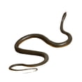 thumbnail image 4 of Juguete de serpiente falsa, recuerdo de fiesta, juguete de broma, accesorio de broma, figura de serpiente para Halloween Gris, 4 of 9