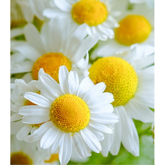 Earthcare Seeds - Chamomile German 5000 Seeds (Matricaria Chamomilla) Heirloom - Open Pollinated