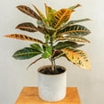 thumbnail image 4 of Croton Petra 'Joseph's Coat', 4 of 7