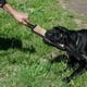 thumbnail image 5 of Almohada de mordida para perros con 2 asas de cuerda extensibles para jugar a perseguir y masticar. 1181 × 275 × 196 pulgadas, 5 of 9