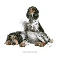 thumbnail image 2 of Two Tortoiseshell Spaniels Poster Print By Mary Evans Picture Library (24 X 36), 2 of 4