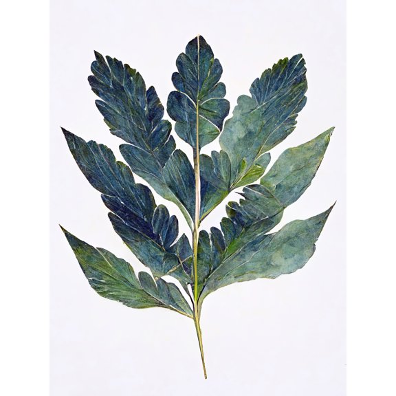 Aralia Leaf Detailed Watercolour Illustration Botanical Tropical Large Wall Art Poster Print Thick Paper 18X24 Inch