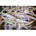 thumbnail image 4 of 50 Seeds DRAGON TONGUE Wax BEAN Yellow & Purple Dragon's Tongue Phaseolus Vulgaris Legume Vegetable Seeds, 4 of 8