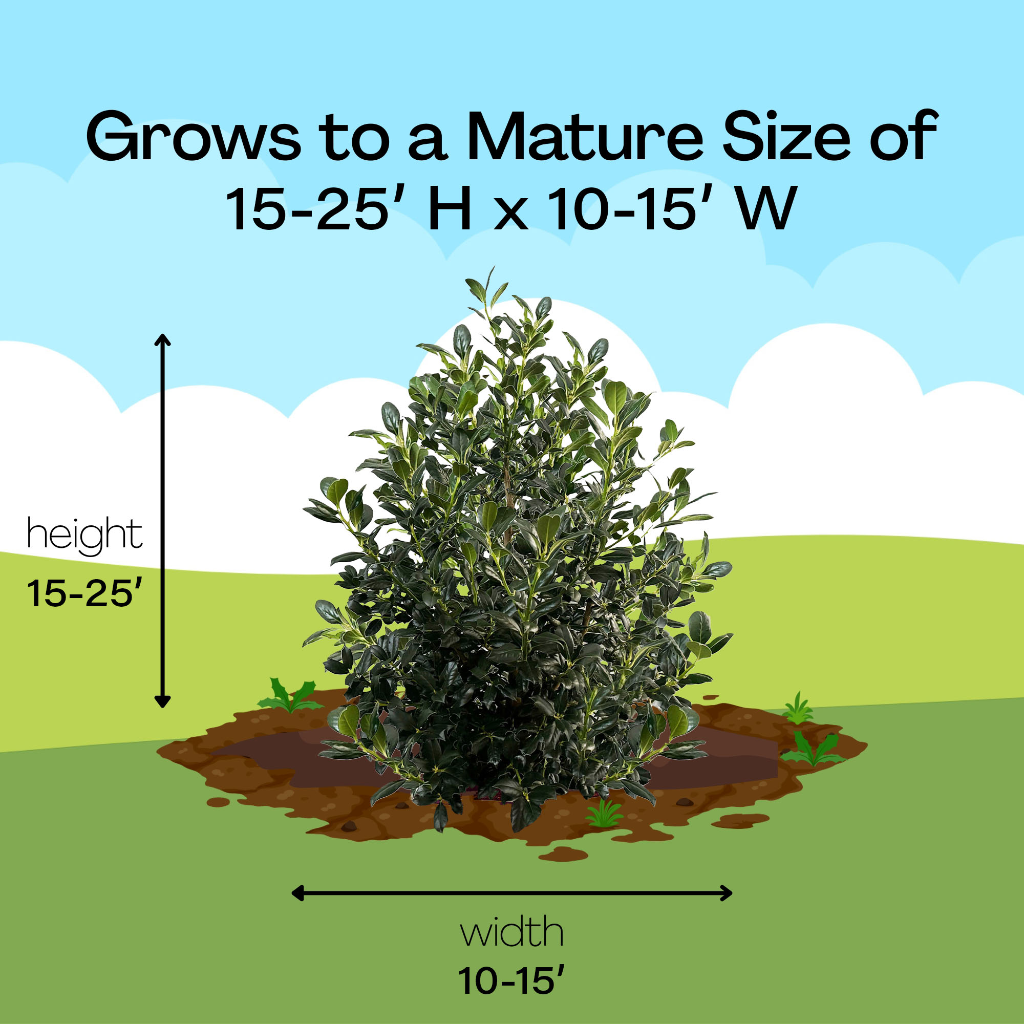 Southern Living Holly Nelliet Live Shrub (5 Gallon)