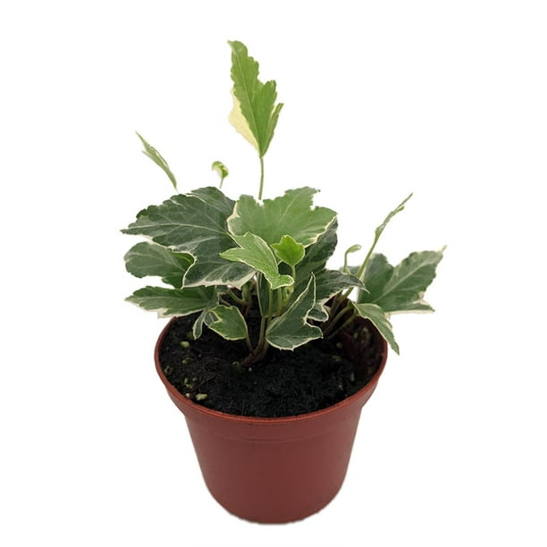 White Ripple English Ivy Hedera 2.5" Pot Easy to Grow, Indoors