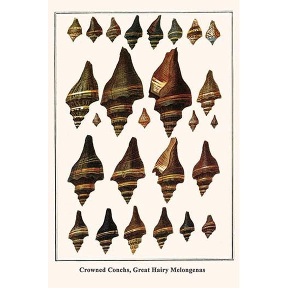 Crowned Conchs, Great Hairy Melongenas-Fine Art Canvas Print (20" x 30")