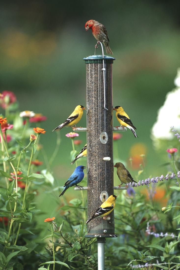 Indigo Bunting American Goldfinches And A House Finch On A