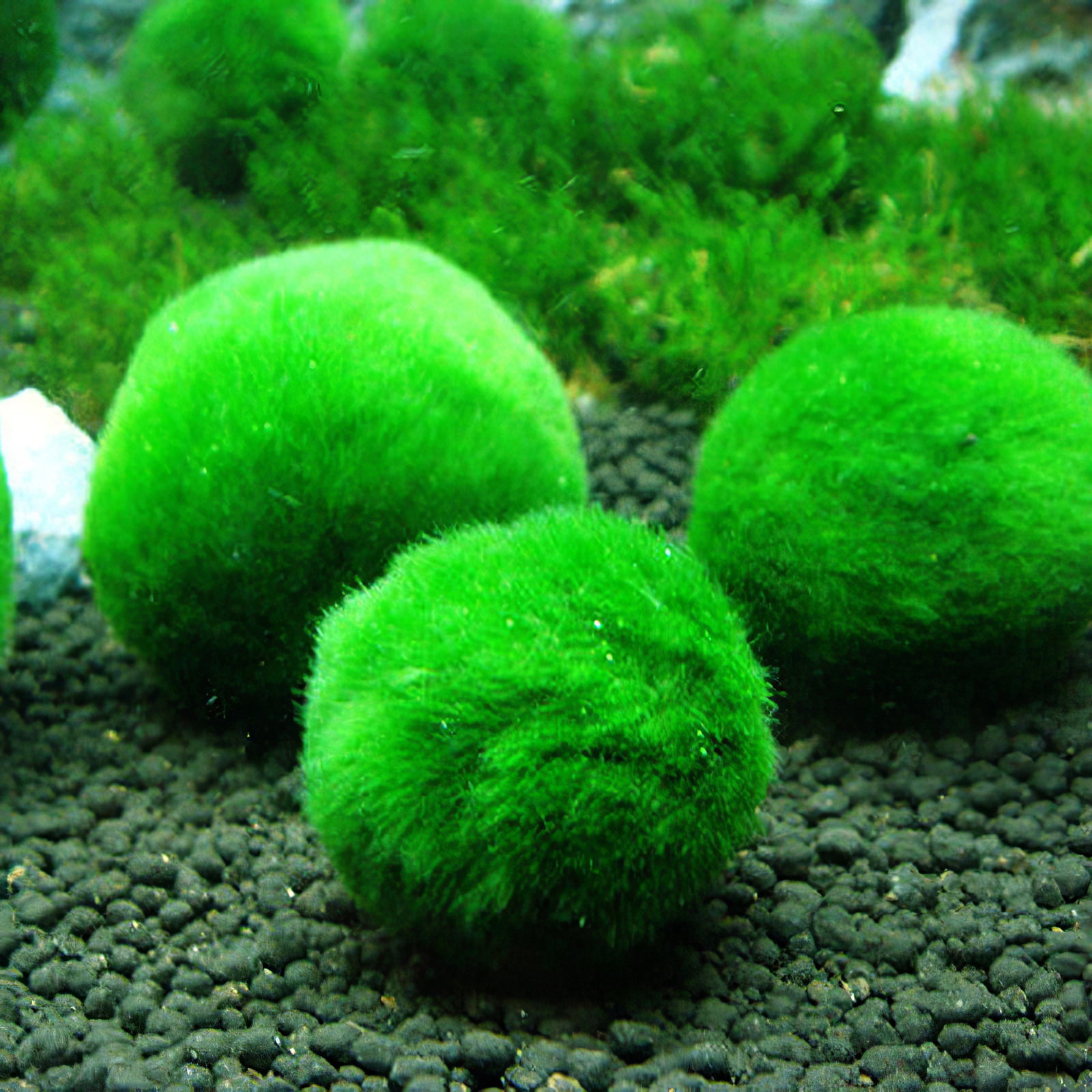 Aquarium Float Moss Ball Filter Decor Fish Tank Shrimp Green Live Plant Holder W 