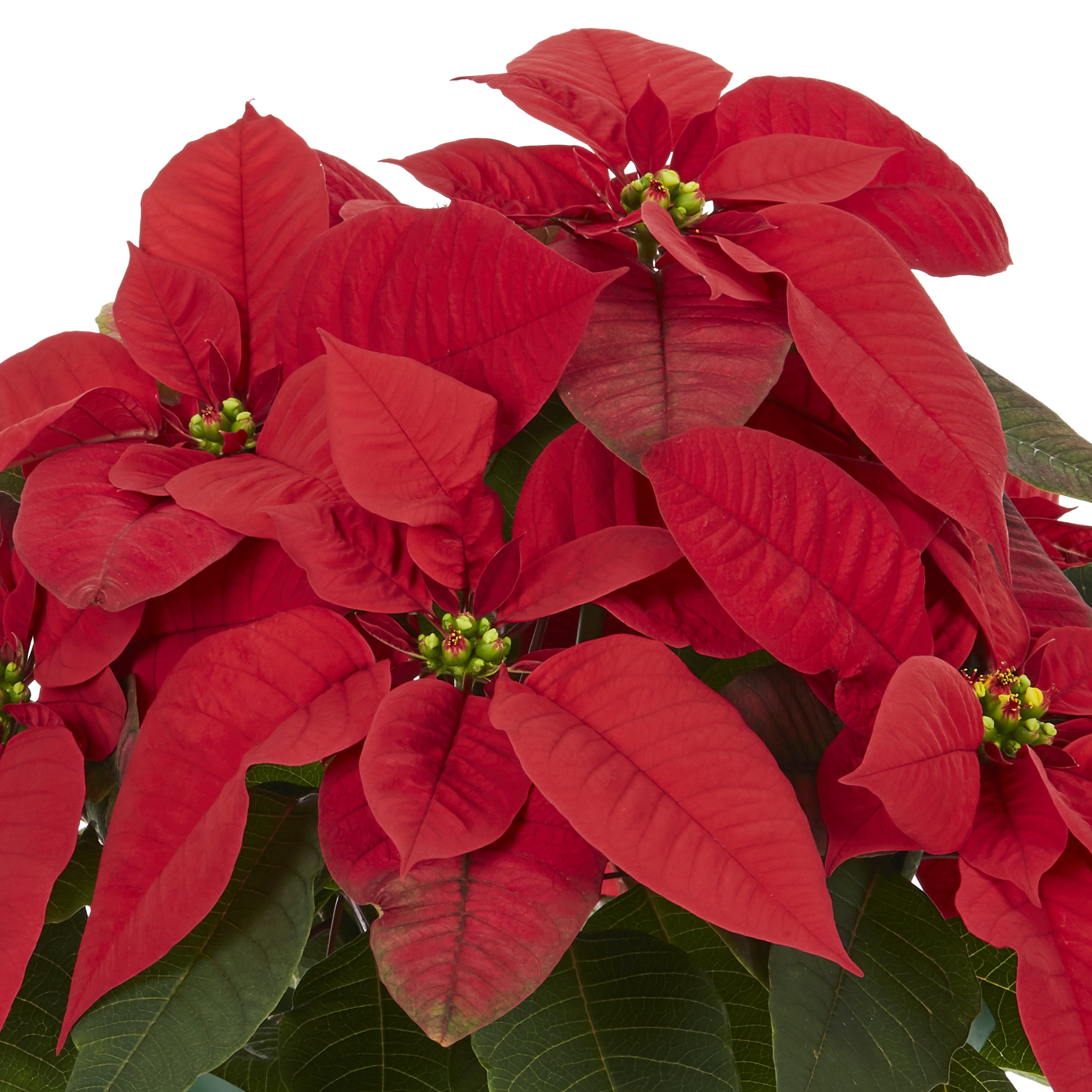 Holiday Time 1.5QT Red Poinsettia Live Houseplant Champagne Foil Cover Indirect Sunlight 3 Pack