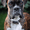Boxer, variant on Autumn Birch Forest Oil Painting Canvas Print Wall Art for Living Room Bedroom Dining Room Office Hallway Entryway Decor