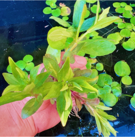 Staurogyne Repens Live Aquarium Plant – Freshwater Aquatic Plant for Fish Tank Aquascaping