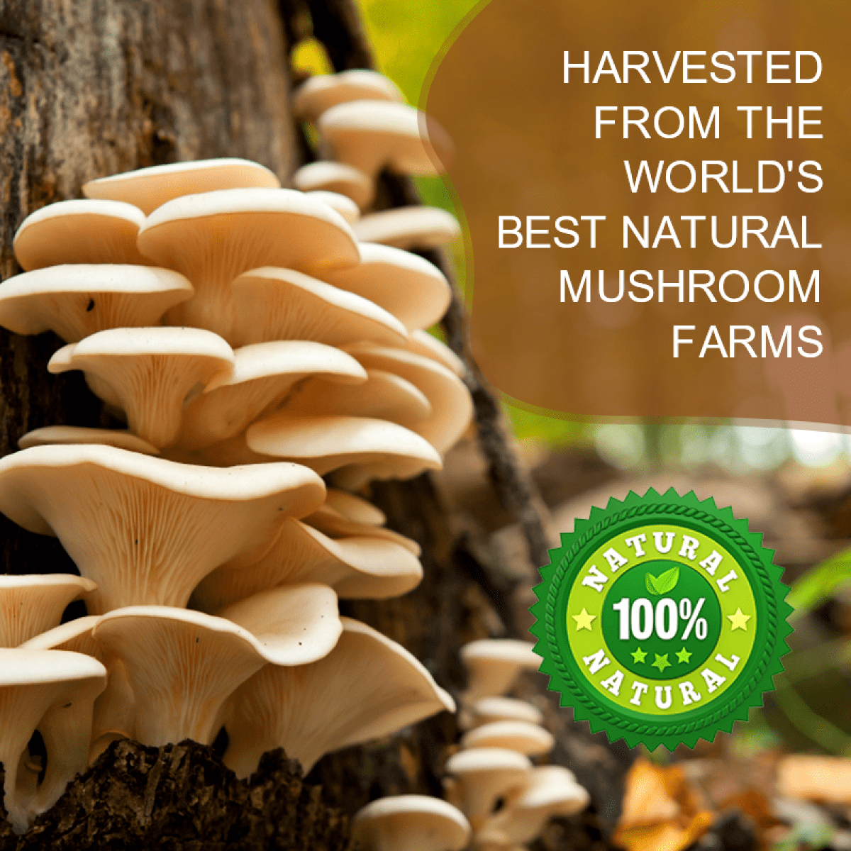Mushroom Coffee Powder - 7 Mushroom Blend with Lion's Mane, Reishi & Chaga - 226g (7.97oz)