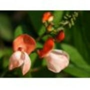 Scarlet Runner Pole Bean Seeds/Perennial/Full Sun/450 Seeds 1 LB/Zellajake Farm and Garden - C15