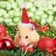 thumbnail image 4 of KAKOWELY 2Ud Gorro De Para Mascotas Material Premium Cómodo Para Perros Y Hamsters, 4 of 8