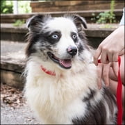 Country Brook Petz® Everyday Bright Red Nylon Dog Collar, Large