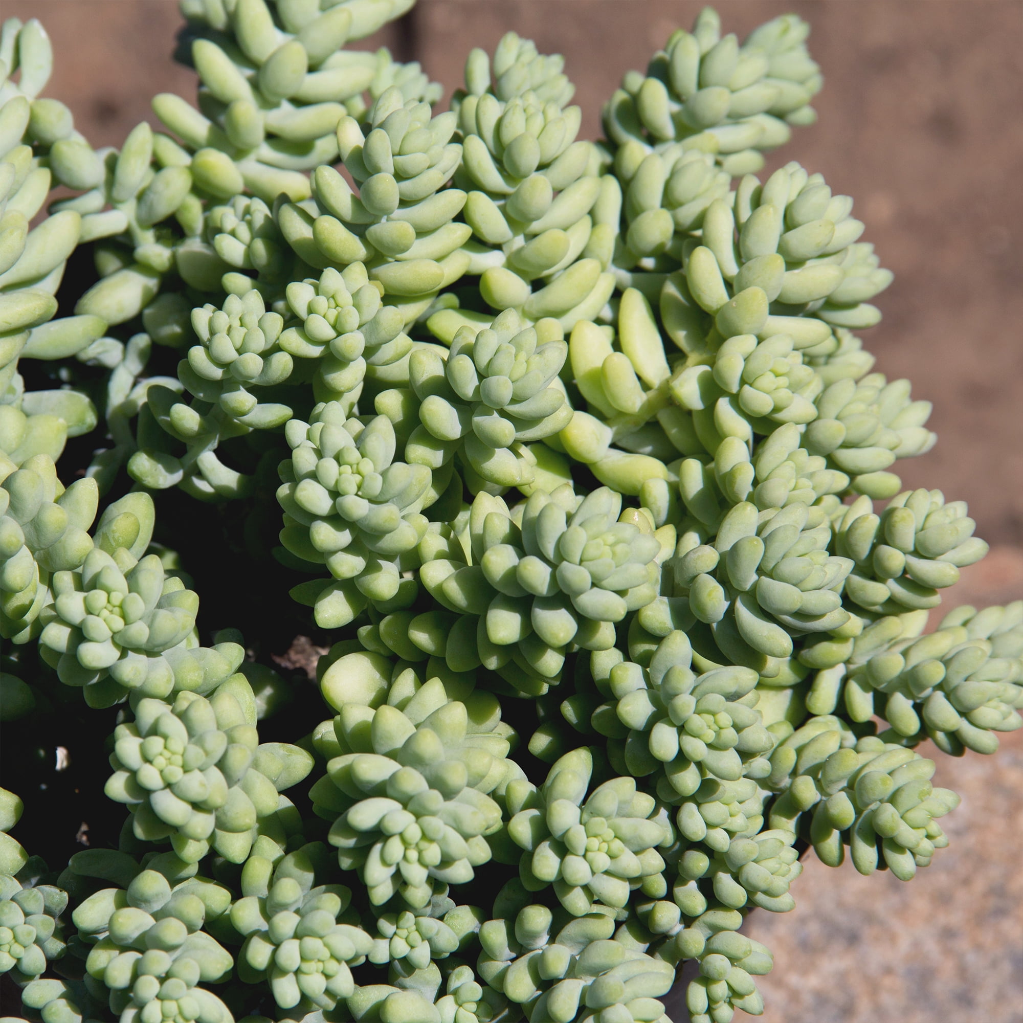Element by Altman Plants Sedum Burrito Succulent, Live Houseplant, 6 in Hanging Basket