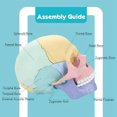 thumbnail image 2 of CHUANK Anatomy Skull Model  Human Anatomy Skull Puzzle  Detachable Mini Human Skull Model  Clinic Teaching, 2 of 6