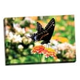thumbnail image 2 of Gango Home Decor Giant Swallowtail by Alan Hausenflock (Ready to Hang); One 36x24in Hand-Stretched Canvas, 2 of 4