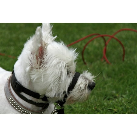 Canine Terrier Animal Pet Scottish Dog White-24 Inch By 36 Inch Laminated Poster With Bright Colors And Vivid Imagery-Fits Perfectly In Many Attractive Frames