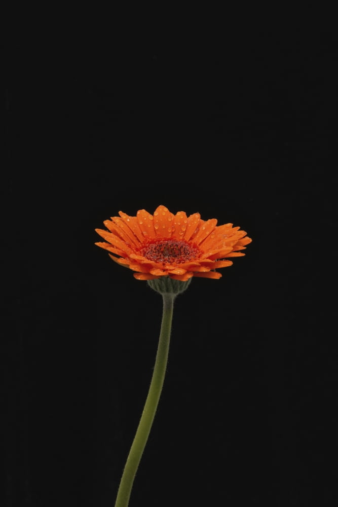 Head And Stem Of An