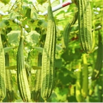 TomorrowSeeds - Buab Moom Angled Luffa Gourd Seeds - 10  Count - For 2026 Planting Ridged Gourd Okra