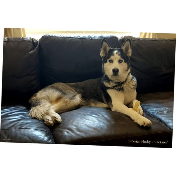 Dogs Siberian Husky Poster 16in x 24in 16x24 #405007 Multi-Color Square Adults Best Posters