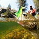 thumbnail image 5 of T0063 - Juego de 5 señuelos duros universales de agua dulce realistas para pesca con saltamontes, 5 of 13