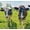 3ft x 164ft 13Gauge, variant on FunMay Heavy Zinc Coating Cattle Fence for Cattle, Up to 164 ft Coverage Area