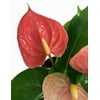 "Davaux Anthurium Plant - Easy to Grow Blooming House Plant - 4"" Pot - Great Gift"