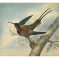 thumbnail image 3 of James Sowerby 22x20 Black Modern Framed Museum Art Print Titled - Bird of Paradise, 3 of 5