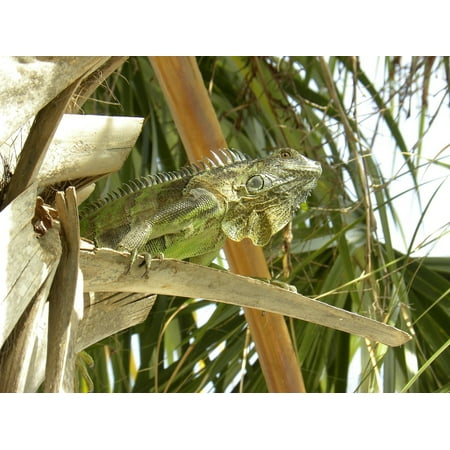 Lizard Point - Canvas Print Palm Nature Tree Lizard Tropical Green Stretched Canvas 10 x 14
