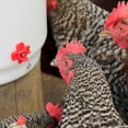 thumbnail image 6 of Heated Chicken Waterer, Hanging Poultry Water Fountain, 3 Gallon, Red - Plastic Water Dispenser with Heater for Chicks, Chickens, and Livestock, 6 of 8