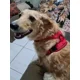thumbnail image 2 of Pechera Arnés Tipo Con Correa Para Perro O Gato Con Bandas, 2 of 8