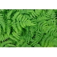 thumbnail image 2 of Mahan, Kathy 32x23 Black Ornate Wood Framed with Double Matting Museum Art Print Titled - Oak Fern, 2 of 4