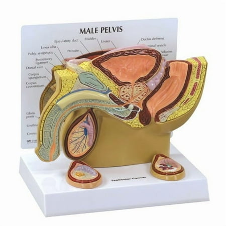 Male Pelvis Testicles GPI Anatomy Model wKey LFA#3570 Make Us an Offer SEE VIDEO