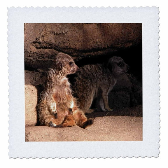 3dRose, Meerkats, 14x14 inch quilt square