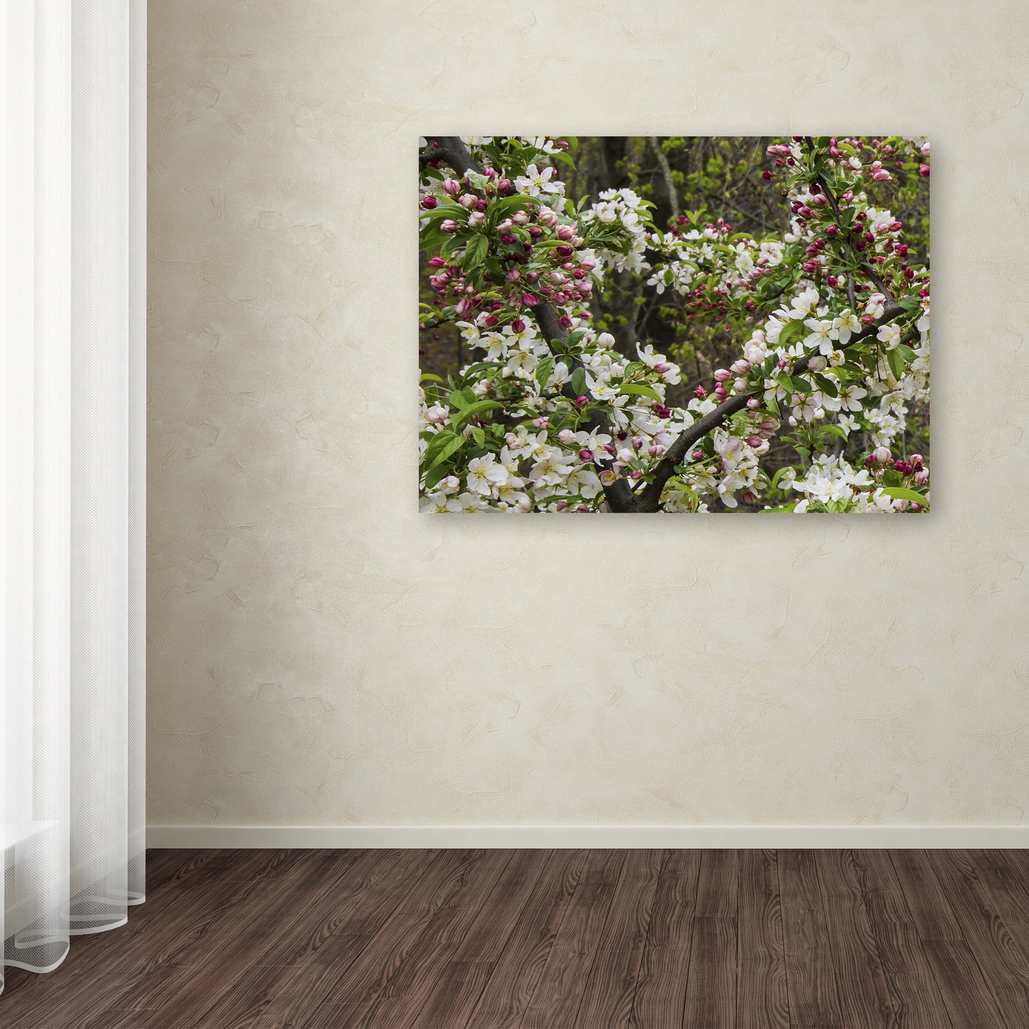 Trademark Fine Art "Apple blossoms II" Canvas Art by Kurt Shaffer