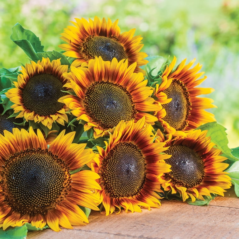 Burpee Fire Catcher Sunflower Flower Seeds, Beautiful two-tone flowers