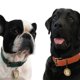 thumbnail image 5 of Collar de cuero para perros grandes: collar para perros de diseño lujoso y resistente, 5 of 5