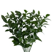Israeli Ruscus 100 Stems of 50 cm Fresh Cut Greenery Green Filler Farm Direct by Bloomingmore
