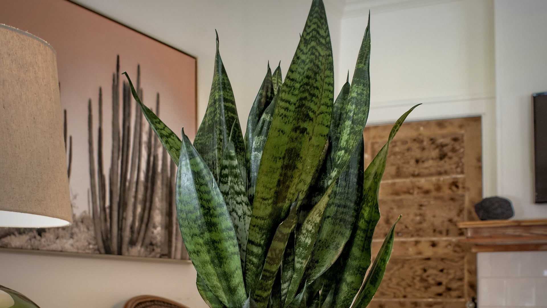 4 in. Snake Plant Zeylanica Live Houseplant with Indirect Sun (3-Pack)