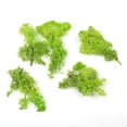 thumbnail image 2 of Vickerman Natural Botanicals 2 lb. Apple Green Reindeer Moss. This is a natural and preserved product., 2 of 3